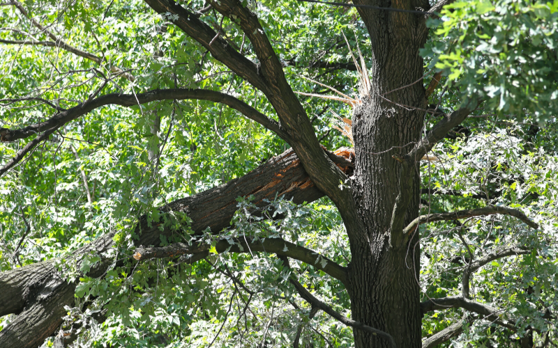 Unkempt Trees Can Be a Safety Hazard
